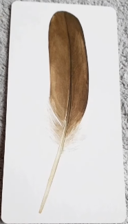 Divine Feather Messenger